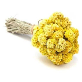 Бессмертник, пучок Бессмертник, пучок