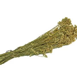 Тысячелистник, пучок