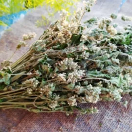 Котовник (лимонная мята), пучок